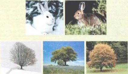 Біологія 6 пасічник