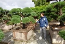 Бонсай сосни фото, зі звичайної, садовий з чорної, стратифікація зимівлі на ділянці, як зробити (бонсай) Бонсай сосни фото, зі звичайної, садовий з чорної, стратифікація зимівлі на ділянці, як зробити