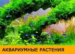 хвороби скалярій
