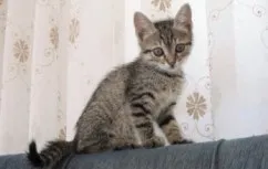 Бомбейська кішка характер, ціна, фото