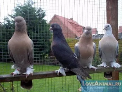 Бійні голуби - красива зовнішність і перекиди в польоті (зовнішність) Бійні голуби - красива зовнішність і перекиди в польоті