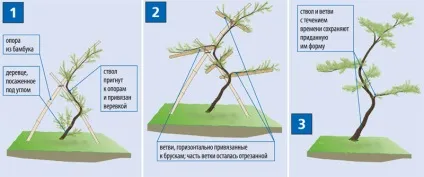 Бонсай сосни фото, зі звичайної, садовий з чорної, стратифікація зимівлі на ділянці, як зробити (садовий) Бонсай сосни фото, зі звичайної, садовий з чорної, стратифікація зимівлі на ділянці, як зробити