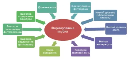 Хвороби і шкідники картоплі в період вегетації, вирощування картоплі (шкідники) Хвороби і шкідники картоплі в період вегетації, вирощування картоплі
