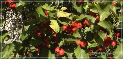 Глід з насіння посадка і вирощування, сайт про сад, дачі і кімнатних рослинах (глід) Глід з насіння посадка і вирощування, сайт про сад, дачі і кімнатних рослинах
