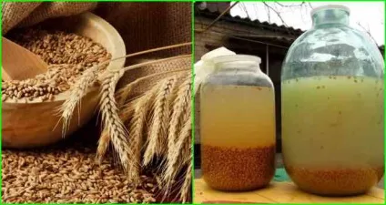 Брага для віскі своїми руками цікаві і важливі моменти