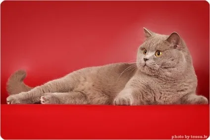 Британська короткошерста кішка, фото британської кішки