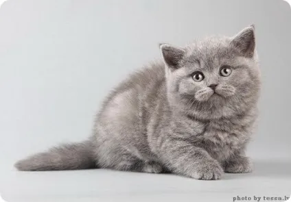 Британська короткошерста кішка, фото британської кішки