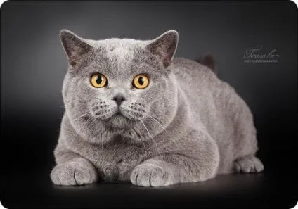 Британська короткошерста кішка, фото британської кішки