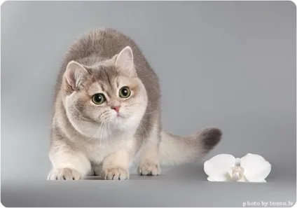 Британська короткошерста кішка, фото британської кішки