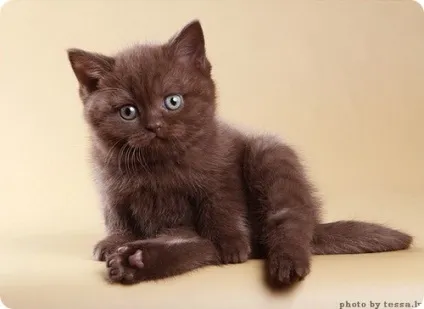 Британська короткошерста кішка, фото британської кішки