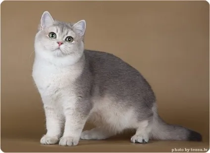 Британська короткошерста кішка, фото британської кішки