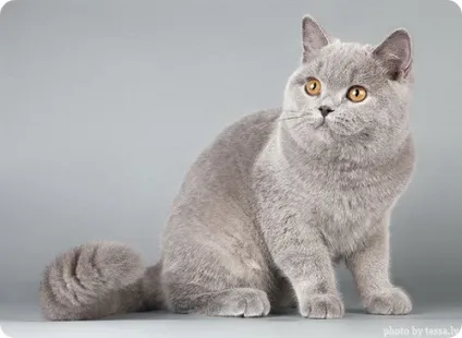 Британська короткошерста кішка, фото британської кішки