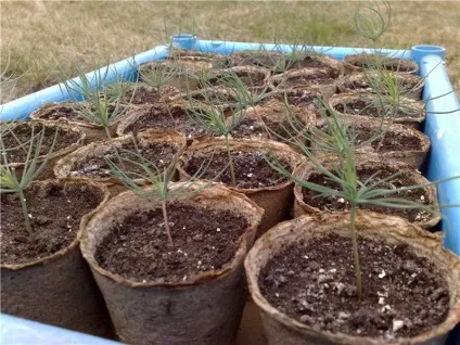 Бонсай сосни фото, зі звичайної, садовий з чорної, стратифікація зимівлі на ділянці, як зробити (бонсай сосни) Бонсай сосни фото, зі звичайної, садовий з чорної, стратифікація зимівлі на ділянці, як зробити
