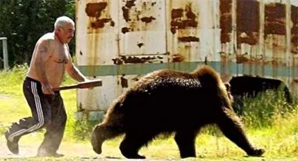 Бурий ведмідь