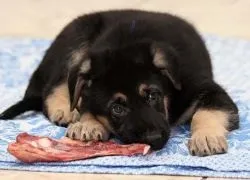 Чим годувати цуценя - 2 місяці
