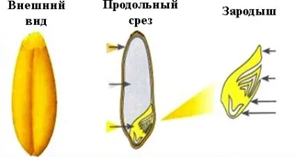 Чим жито відрізняється від пшениці (відрізняється) Чим жито відрізняється від пшениці