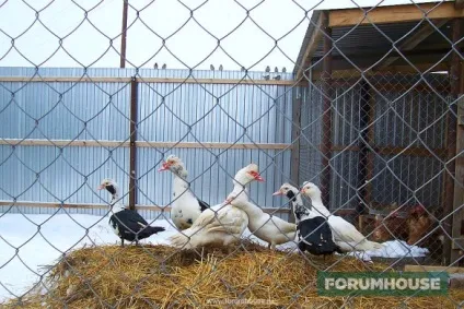 Чим годувати курей і качок (можливості відпустити домашню птицю) Чим годувати курей і качок