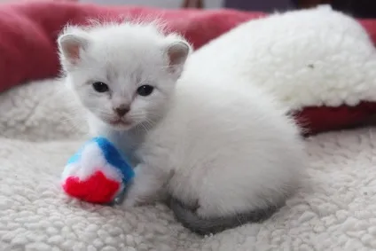 Чим годувати сіамську кішку, кота і кошеня (сіамську) Чим годувати сіамську кішку, кота і кошеня