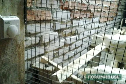 Чим годувати курей і качок (можливості відпустити домашню) Чим годувати курей і качок