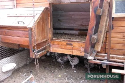 Чим годувати курей і качок (качок) Чим годувати курей і качок