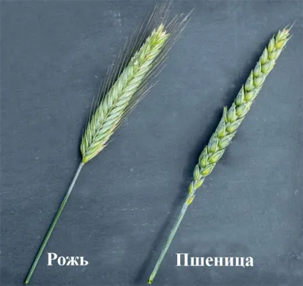 Чим жито відрізняється від пшениці (жито) Чим жито відрізняється від пшениці