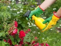 Чистотіл захистить рослини від хвороб і шкідників, квіти в садку (садиба) (захистить) Чистотіл захистить рослини від хвороб і шкідників, квіти в саду (садиба)