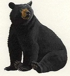 Чорний ведмідь, ведмідь чорний (ursus euarctos americanus) барибал, опис ареал окрас розмір вага (барибал) Чорний ведмідь, ведмідь чорний (ursus euarctos americanus) барибал, опис ареал окрас розмір вагу