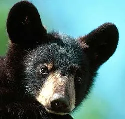 Чорний ведмідь, ведмідь чорний (ursus euarctos americanus) барибал, опис ареал окрас розмір вага (ведмідь) Чорний ведмідь, ведмідь чорний (ursus euarctos americanus) барибал, опис ареал окрас розмір вагу