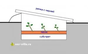 Череночнік на дачі своїми руками (череночнік) Череночнік на дачі своїми руками