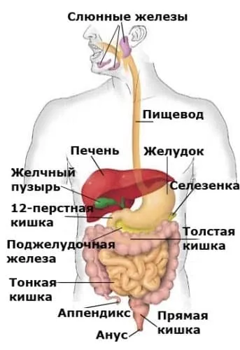 Чистка кишечника солоною водою відгуки і поради (відгуки) Чистка кишечника солоною водою відгуки і поради
