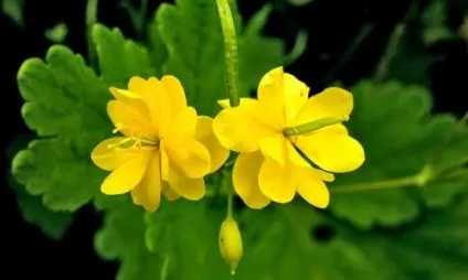 Чистотіл від геморою примочки, свічки, клізми (чистотіл) Чистотіл від геморою примочки, свічки, клізми