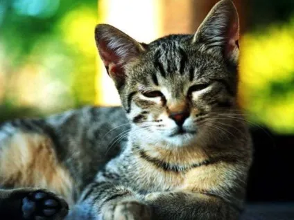 Коростяний кліщ у кішок симптоми, лікування (лікування) Коростяний кліщ у кішок симптоми, лікування