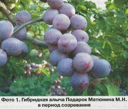 Чорнослив - сади сибіру