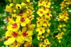 Трава коров'як в народній медицині способи застосування (трава коров'як застосування ведмеже вухо геморою) Трава коров'як в народній медицині способи застосування