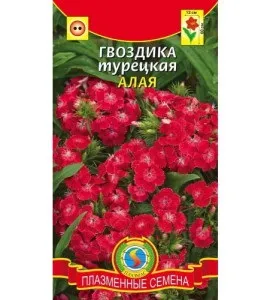 Турецька гвоздика - правильне вирощування та особливості догляду відео (вирощування) Турецька гвоздика - правильне вирощування та особливості догляду відео