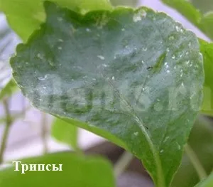 Трипс - фото, як впізнати шкідника кімнатних рослин, поради як позбутися від трипсів (трипс) Трипс - фото, як впізнати шкідника кімнатних рослин, поради як позбутися від трипсів