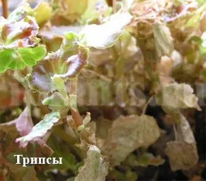 Трипс - фото, як впізнати шкідника кімнатних рослин, поради як позбутися від трипсів (трипсів) Трипс - фото, як впізнати шкідника кімнатних рослин, поради як позбутися від трипсів