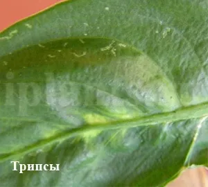 Трипс - фото, як впізнати шкідника кімнатних рослин, поради як позбутися від трипсів (трипс) Трипс - фото, як впізнати шкідника кімнатних рослин, поради як позбутися від трипсів