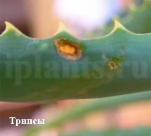 Трипс - фото, як впізнати шкідника кімнатних рослин, поради як позбутися від трипсів (рослин) Трипс - фото, як впізнати шкідника кімнатних рослин, поради як позбутися від трипсів