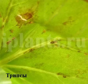 Трипс - фото, як впізнати шкідника кімнатних рослин, поради як позбутися від трипсів (трипсів) Трипс - фото, як впізнати шкідника кімнатних рослин, поради як позбутися від трипсів