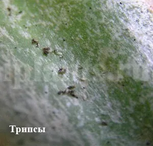 Трипс - фото, як впізнати шкідника кімнатних рослин, поради як позбутися від трипсів (рослин) Трипс - фото, як впізнати шкідника кімнатних рослин, поради як позбутися від трипсів