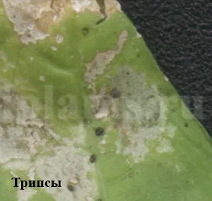 Трипс - фото, як впізнати шкідника кімнатних рослин, поради як позбутися від трипсів (трипс) Трипс - фото, як впізнати шкідника кімнатних рослин, поради як позбутися від трипсів