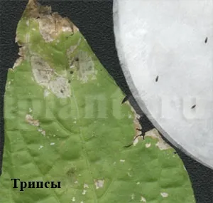 Трипс - фото, як впізнати шкідника кімнатних рослин, поради як позбутися від трипсів (трипсів) Трипс - фото, як впізнати шкідника кімнатних рослин, поради як позбутися від трипсів