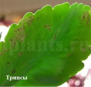Трипс - фото, як впізнати шкідника кімнатних рослин, поради як позбутися від трипсів (рослин) Трипс - фото, як впізнати шкідника кімнатних рослин, поради як позбутися від трипсів