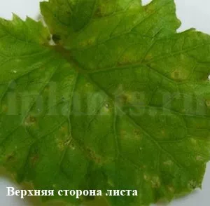 Трипс - фото, як впізнати шкідника кімнатних рослин, поради як позбутися від трипсів (трипсів) Трипс - фото, як впізнати шкідника кімнатних рослин, поради як позбутися від трипсів