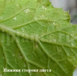 Трипс - фото, як впізнати шкідника кімнатних рослин, поради як позбутися від трипсів (рослин) Трипс - фото, як впізнати шкідника кімнатних рослин, поради як позбутися від трипсів