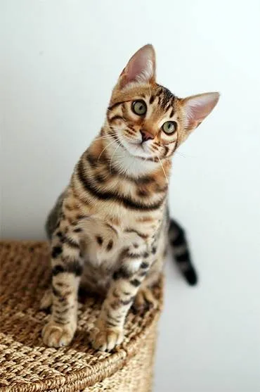Тойгер фото тойгер кішки, історія появи тойгеров, породи кішок toyger cat, зовнішність будова (тойгер) Тойгер фото тойгер кішки, історія появи тойгеров, породи кішок toyger cat, зовнішність будова