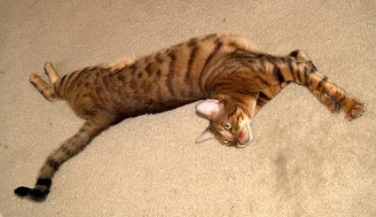 Тойгер фото тойгер кішки, історія появи тойгеров, породи кішок toyger cat, зовнішність будова (тойгеров) Тойгер фото тойгер кішки, історія появи тойгеров, породи кішок toyger cat, зовнішність будова