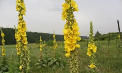 Трава коров'як в народній медицині способи застосування (трава) Трава коров'як в народній медицині способи застосування