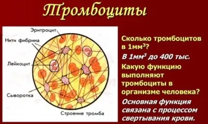 Тромбоцитопенія причини і лікування у дорослих (дорослих) Тромбоцитопенія причини і лікування у дорослих